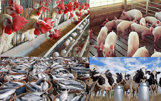 Poultry, Fisheries, Piggery and Dairy