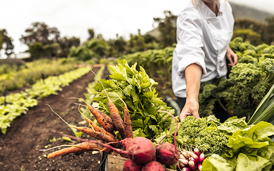 Food and Agriculture